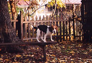 Nellie on squirrel patrol